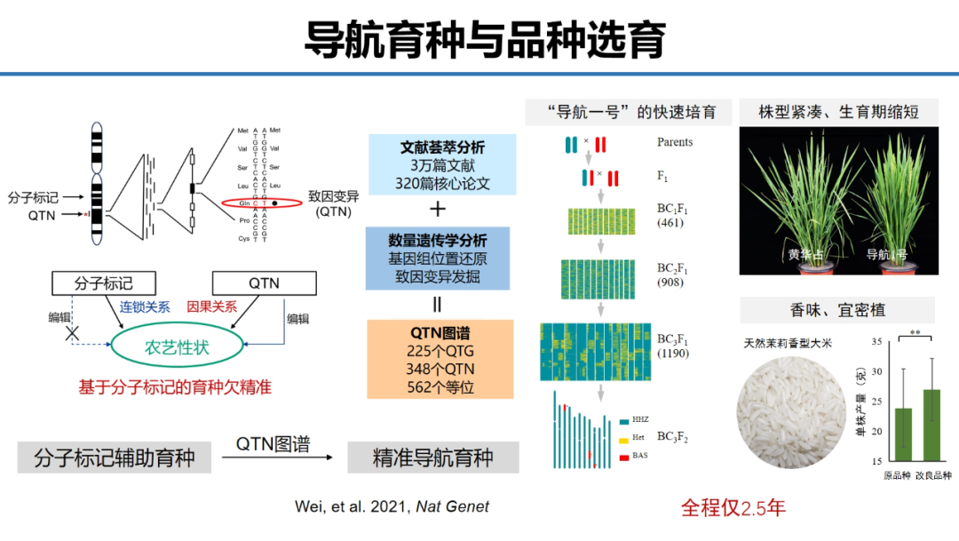 上海師范大學開發的“水稻導航育種與高產優質稻米選育”項目